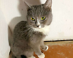 Кошки в Зарайске: Ласковый котик ( 1-2 года) Мальчик, Бесплатно - фото 1