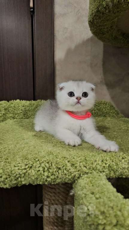 Кошки в Балашихе: Маленькая принцесса Девочка, 35 000 руб. - фото 3