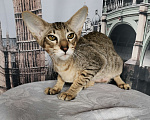 Кошки в Пензе: Котик OSH n 24  Мальчик, 35 000 руб. - фото 1