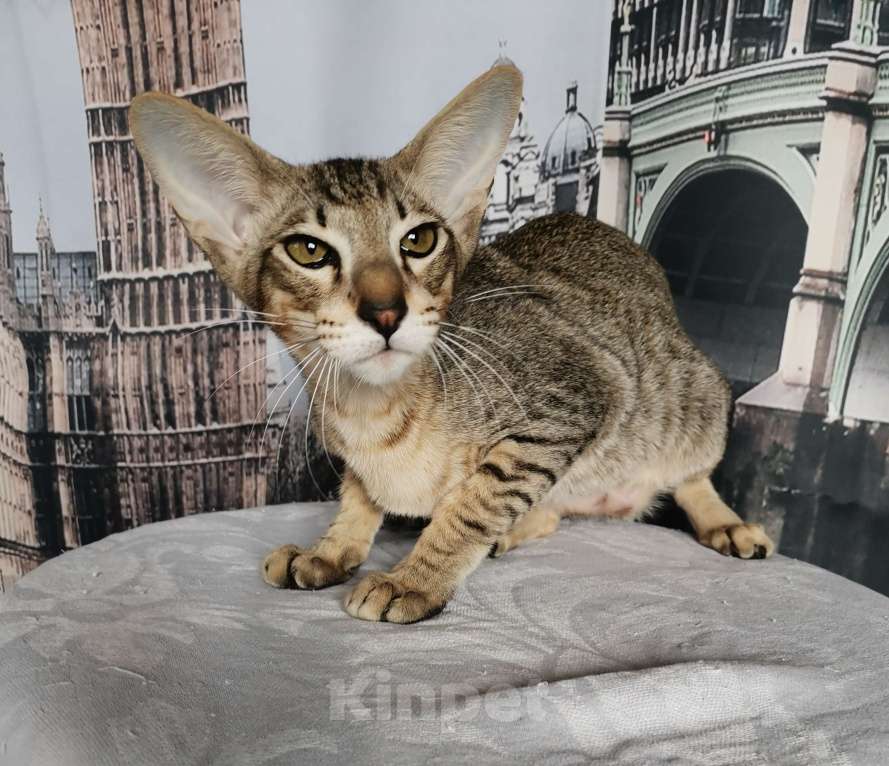 Кошки в Пензе: Котик OSH n 24  Мальчик, 35 000 руб. - фото 1