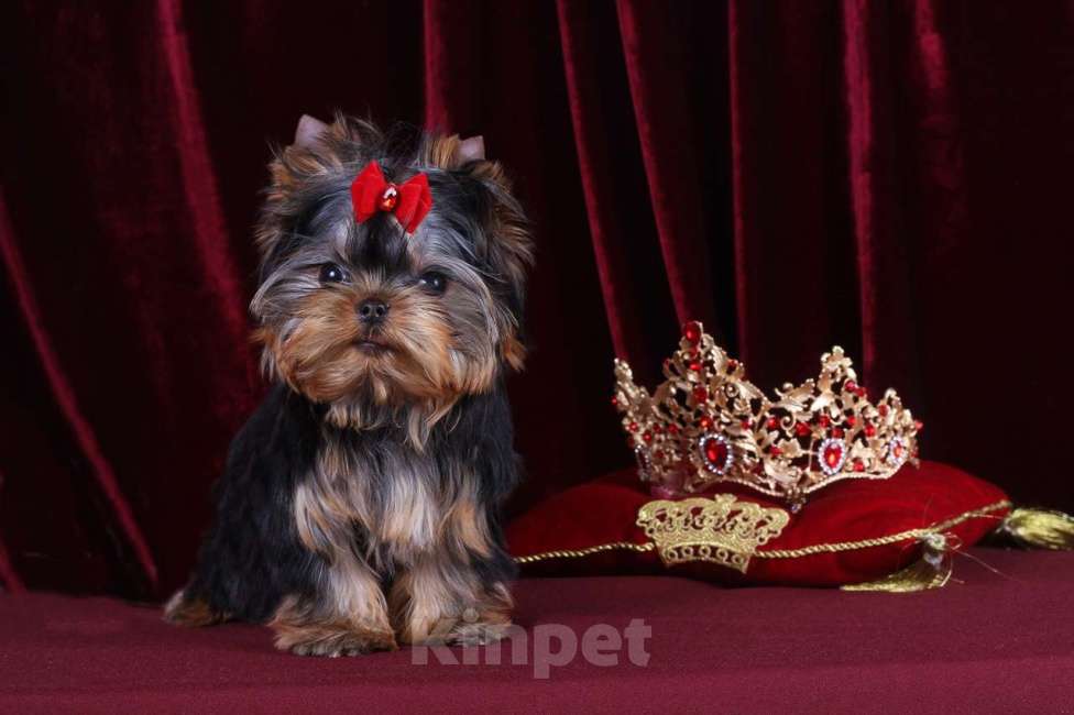 Собаки в Москве: Йоркширский терьер, мини, беби-фейс. Мерседес Девочка, 150 000 руб. - фото 4