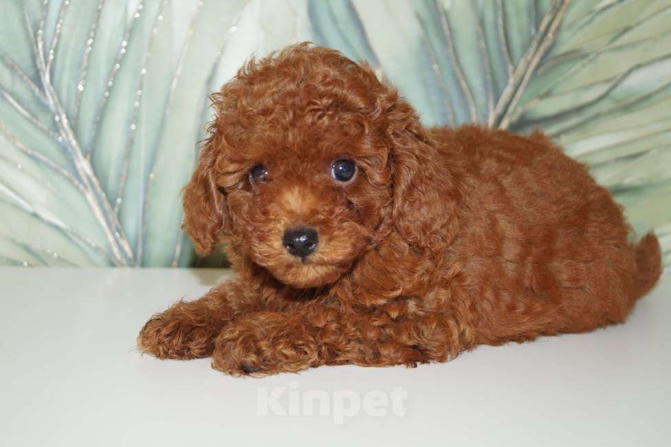 Собаки в Москве: Щенки пуделя- РКФ Мальчик, 65 000 руб. - фото 4