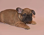 Собаки в Москве: Мальчик французского бульдога  Мальчик, 60 000 руб. - фото 3
