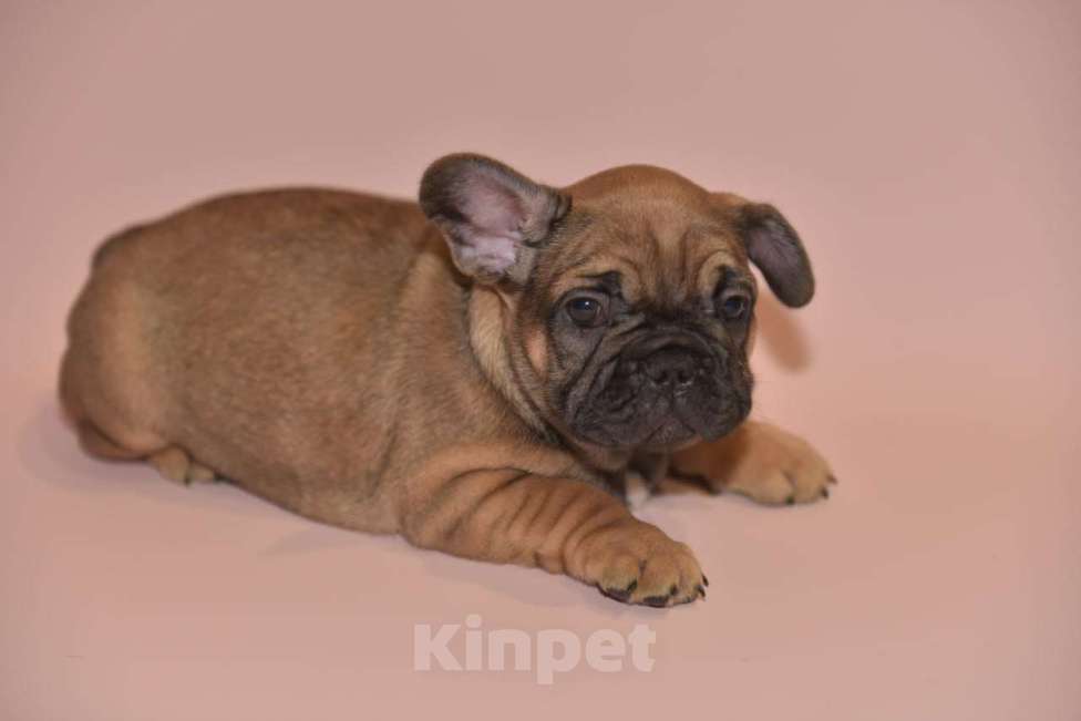 Собаки в Москве: Мальчик французского бульдога  Мальчик, 60 000 руб. - фото 3