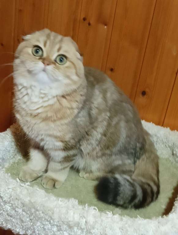 Кошки в Москве: Зеленоглазый золотой мраморный котик Мальчик, 25 000 руб. - фото 5