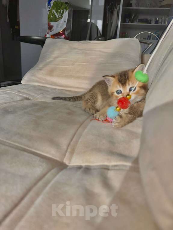 Кошки в Тюмени: Котята золотая шиншила Мальчик, 20 000 руб. - фото 4