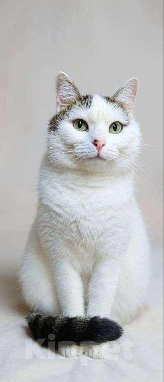 Кошки в Люберцах: Чуда ждет вас — лапочка Лапа ищет свой дом! Девочка, Бесплатно - фото 8