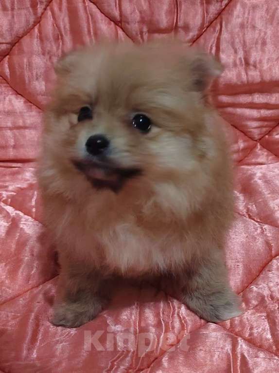 Собаки в Екатеринбурге: Миники Девочка, 50 000 руб. - фото 3