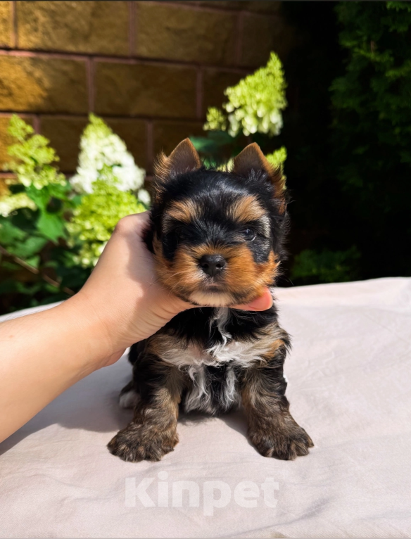 Собаки в Москве: Мальчик яркий красавец  Мальчик, 40 000 руб. - фото 2