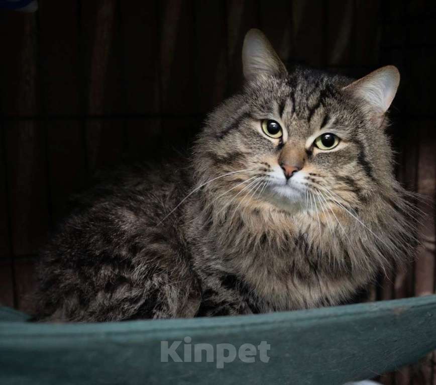 Кошки в Москве: Очаровательный и нежный кот Алистер в добрые руки! Мальчик, Бесплатно - фото 1