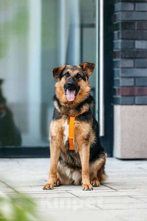 Собаки в Москве: Энерджайзер Фью в поиске любящей семьи ⚡️⚡️ Мальчик, Бесплатно - фото 7