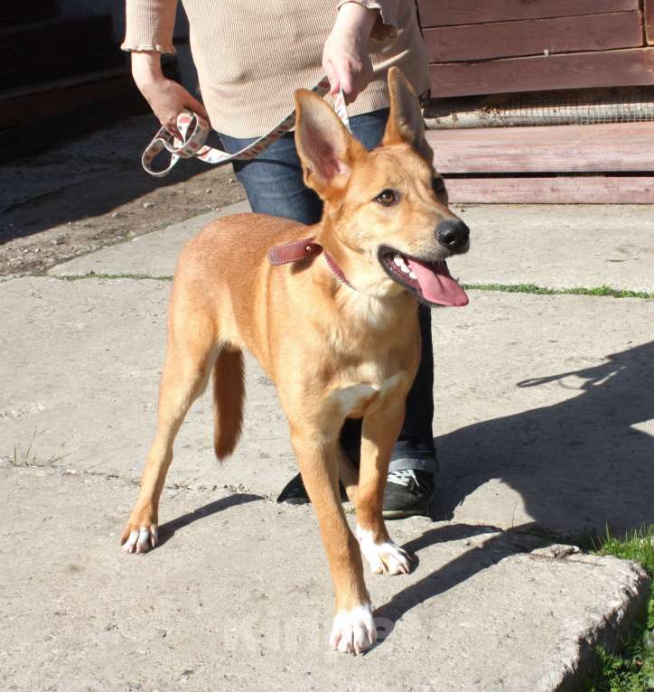 Собаки в Москве: Красавчик Лео очень хочет домой Мальчик, Бесплатно - фото 8