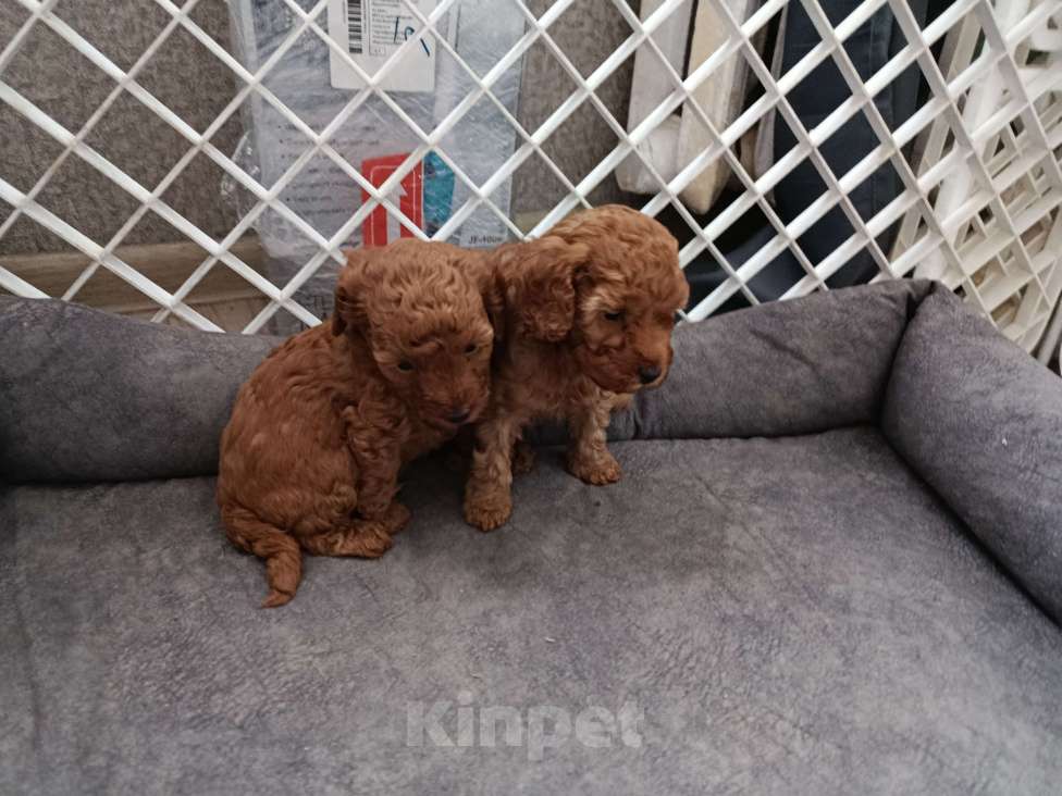 Собаки в Мытищах: Пудель миниатюрный Мальчик, 130 000 руб. - фото 1