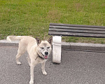 Собаки в Санкт-Петербурге: Найдена собака Мальчик, Бесплатно - фото 1