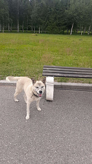 Объявление: Найдена собака, Бесплатно, Санкт-Петербург
