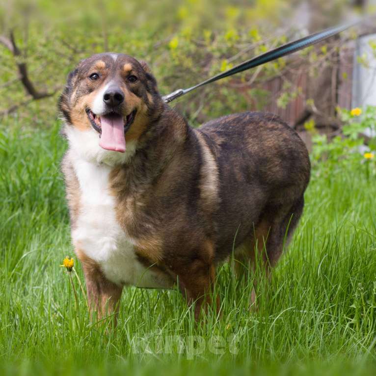 Собаки в Москве: Марсик Мальчик, Бесплатно - фото 4