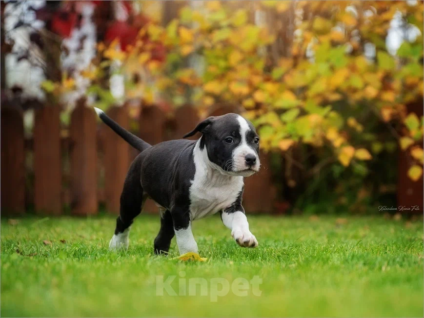 Собаки в Самаре: Породные щенки АСТ из питомника Мальчик, 30 000 руб. - фото 2