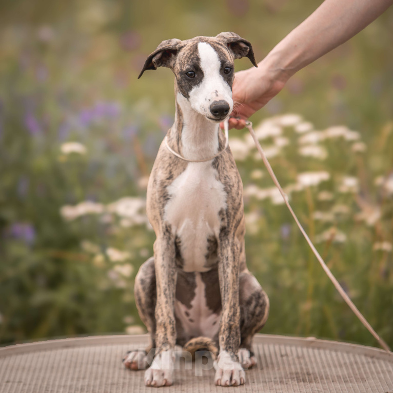 Собаки в Москве: Уиппет девочка Девочка, 70 000 руб. - фото 5