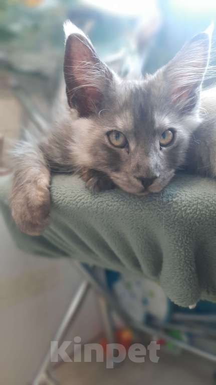 Кошки в Санкт-Петербурге: Котёнок мейн-кун чëрный дым👌 Мальчик, 45 000 руб. - фото 4