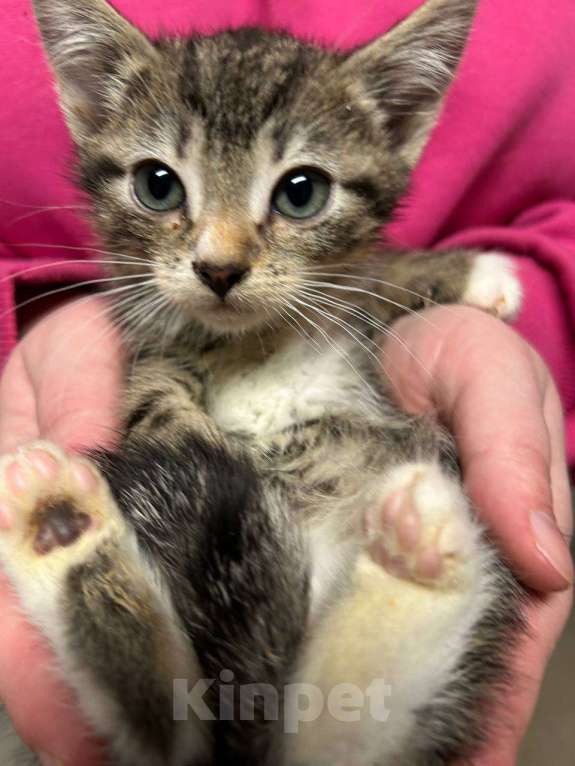 Кошки в Санкт-Петербурге: Малыш 1,5 мес Мальчик, Бесплатно - фото 4