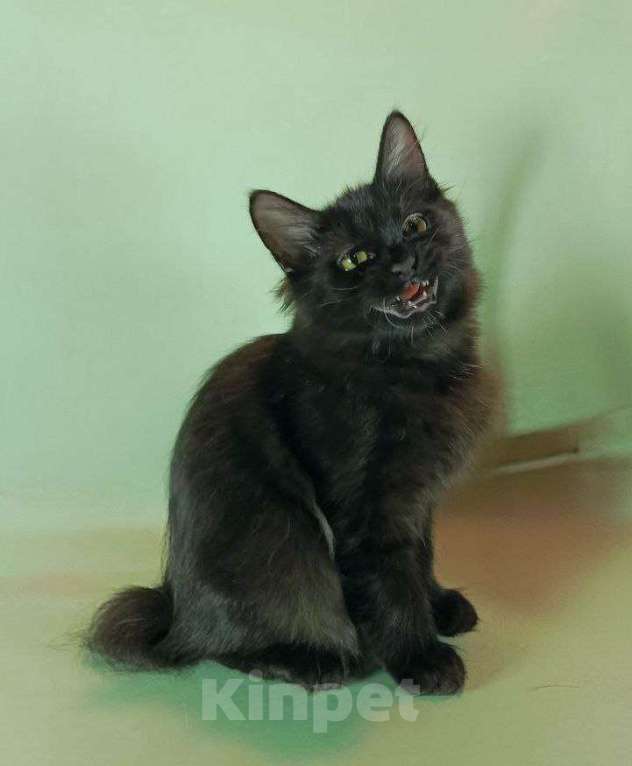 Кошки в Москве: Жгучая брюнетка кошечка курильский бобтейл Девочка, 50 000 руб. - фото 4