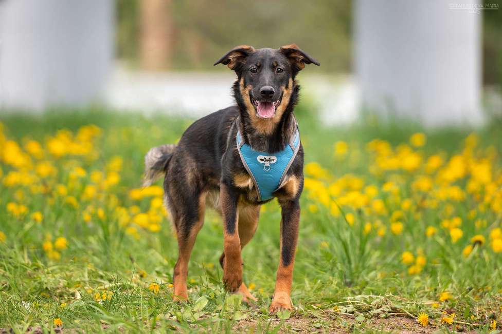 Собаки в Москве: Эльза - для горячих сердцем Девочка, Бесплатно - фото 4