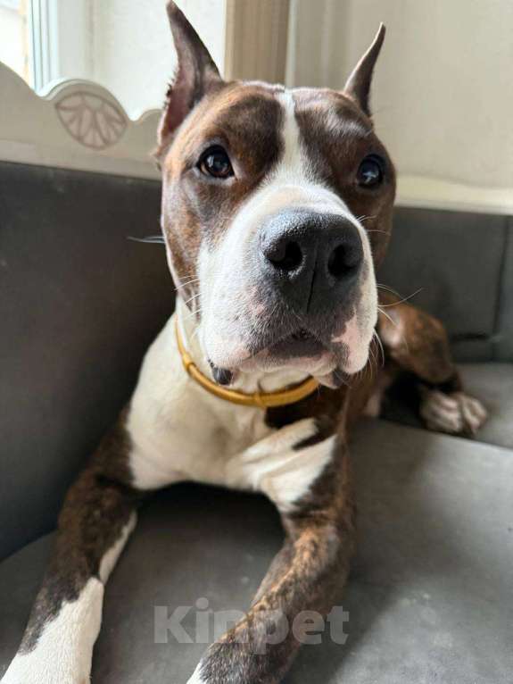 Собаки в Москве: Добрый пирожок ищет новый дом Мальчик, Бесплатно - фото 1