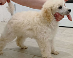 Собаки в Людиново: Малый белый пудель. Щенок. 3 мес.  Девочка, 25 000 руб. - фото 1