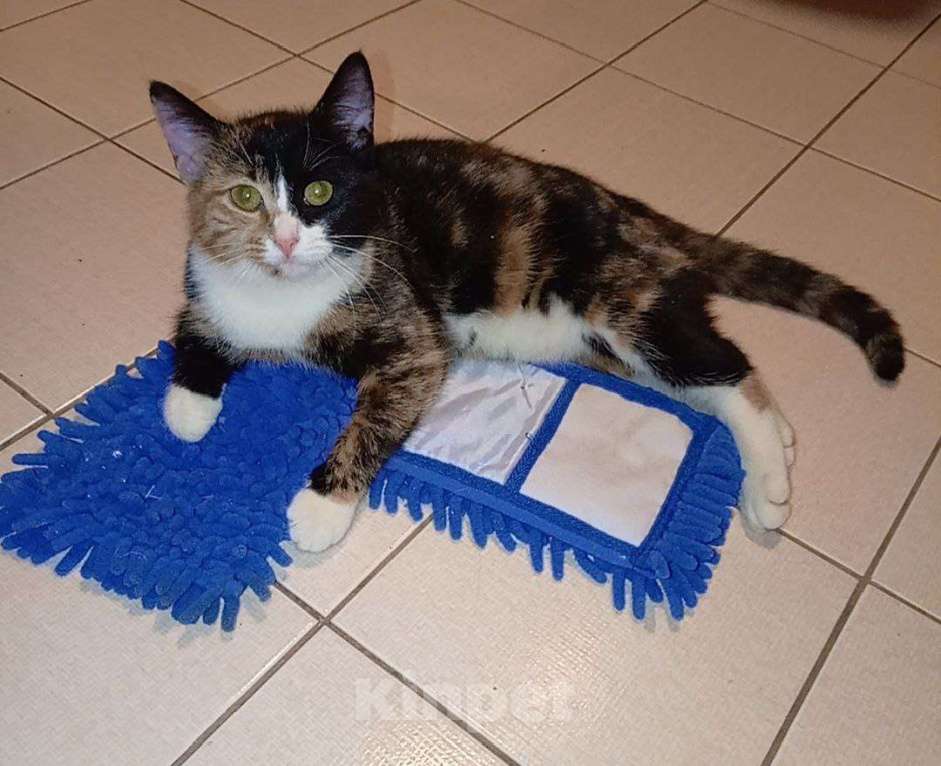 Кошки в Москве: Трехцветный котенок Умка в добрые руки Девочка, 1 руб. - фото 9