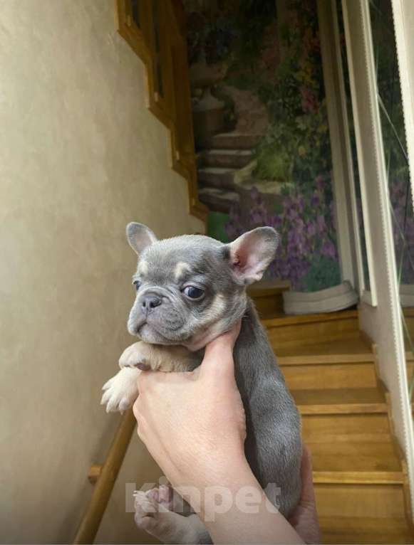 Собаки в других городах Московской области: Щенки французского бульдога  Девочка, 50 000 руб. - фото 4