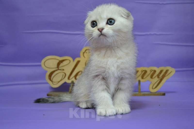 Кошки в Москве: Серебристый мраморный мальчик Мальчик, 60 000 руб. - фото 4