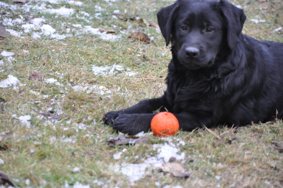 Собаки в Истре: Щенок лабрадора ретривера  Мальчик, 65 000 руб. - фото 2