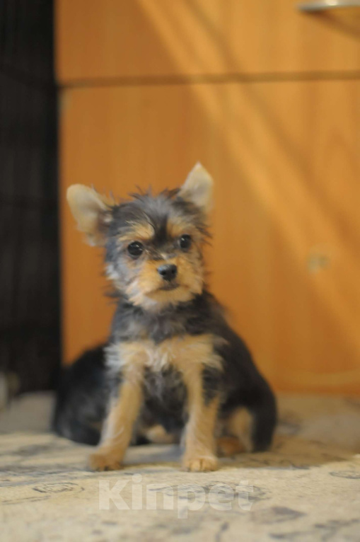 Собаки в Якутске: щенок девочка Девочка, 15 000 руб. - фото 1