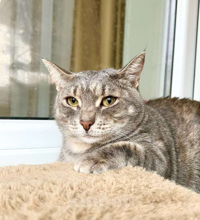 Кошки в Москве: Полосатая Элис юная кошечка в добрые руки Девочка, Бесплатно - фото 4