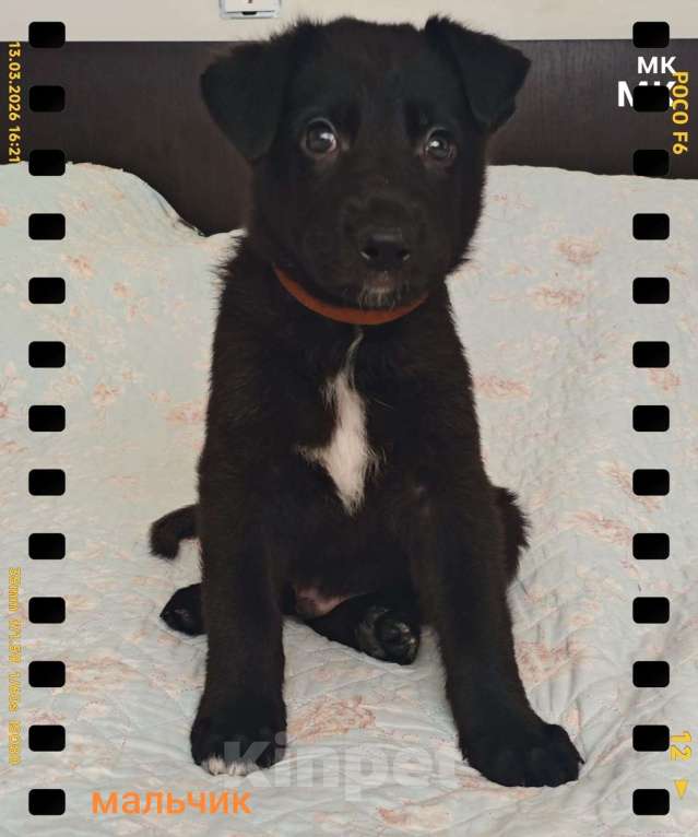 Собаки в других городах Краснодарского края: Продам щенков немецкой овчарки Мальчик, 16 000 руб. - фото 1
