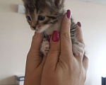 Кошки в Сафоново: Отдам котят в добрые руки Девочка, Бесплатно - фото 4