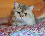 Кошки в Скопине: Вязка золотым британским котом, 20 000 руб. - фото 1