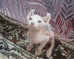 Кошки в Кувшиново: Канадский сфинкс (эльф), 10 000 руб. - фото 4
