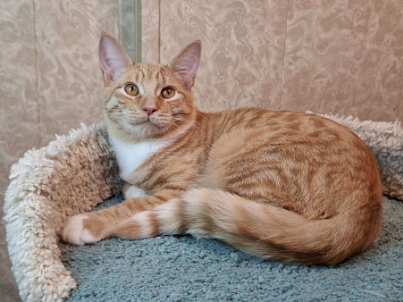 ВинниПух едет на выставку-пристройство WOOF в Москву