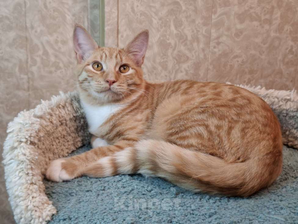 Кошки в Москве: ВинниПух едет на выставку-пристройство WOOF в Москву  Мальчик, Бесплатно - фото 1