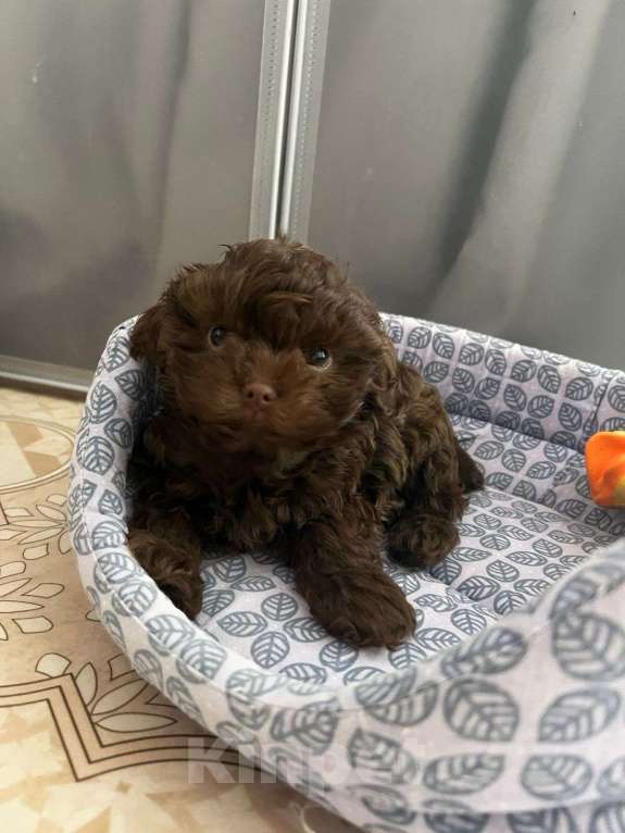 Собаки в Казани: Мальтипу f1 mini, щенок  Мальчик, 75 000 руб. - фото 4