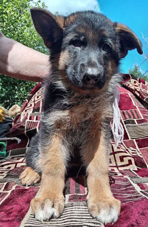 Собаки в Кинешме: Щенки немецкой овчарки( девочки)  Девочка, 13 000 руб. - фото 4