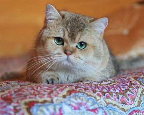 Кошки в Скопине: Вязка золотым британским котом, 20 000 руб. - фото 1