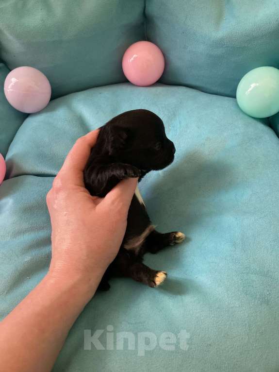 Собаки в Москве: Чёрный йорк мальчик под резерв Мальчик, 80 000 руб. - фото 8