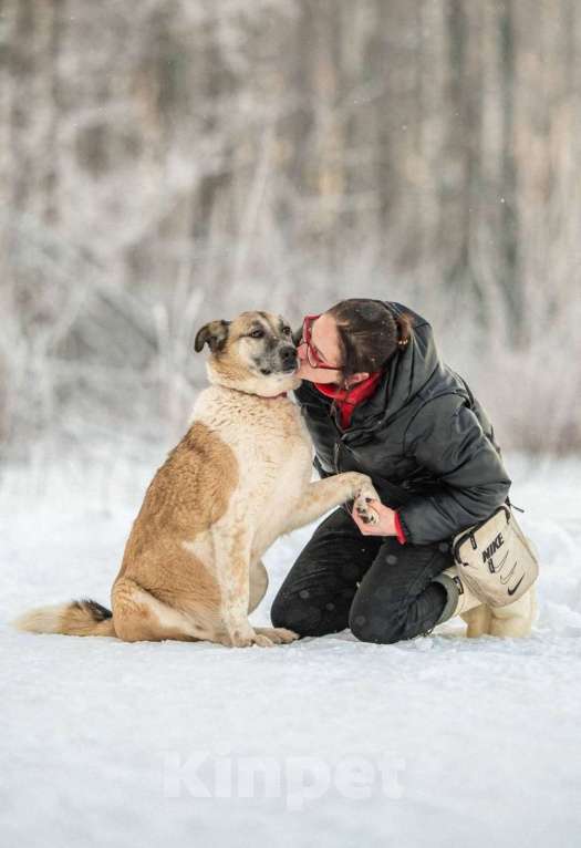 Кошки в других городах Московской области: Юта 7 лет ищет своих людей 💛 Девочка, Бесплатно - фото 3