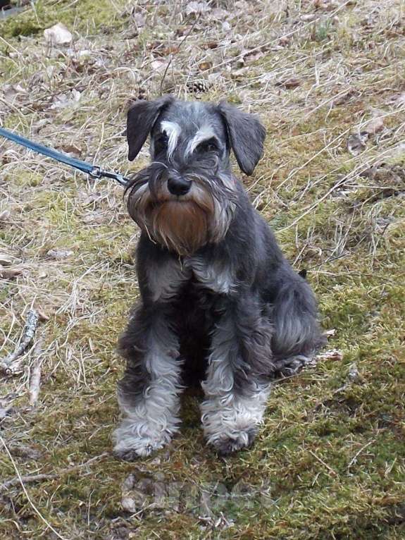 Собаки в других городах Ленинградской области: Щенок цвергшнауцера Девочка, 50 000 руб. - фото 2