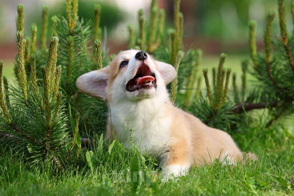 Собаки в Тюмени: Великолепный  щенок вельш корги пемброк  Мальчик, 70 000 руб. - фото 6