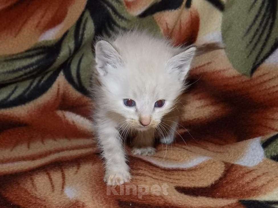 Кошки в Москве: Голубоглазые тайские котята Мальчик, 10 000 руб. - фото 6