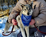 Собаки в Балашихе: мини лайка или хаски ищет дом Мальчик, Бесплатно - фото 3