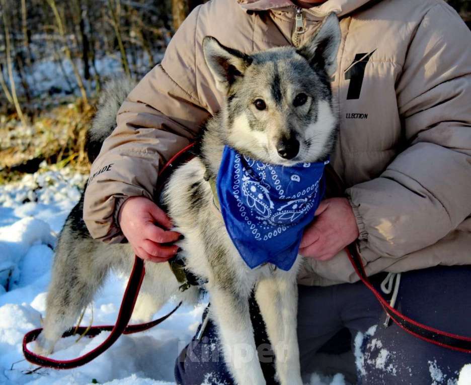 Собаки в Балашихе: мини лайка или хаски ищет дом Мальчик, Бесплатно - фото 3
